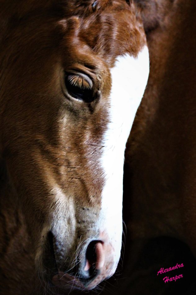 foal with signature